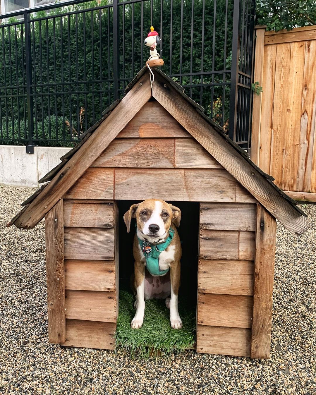 Learn How To Build A Diy Dog House - Insecula